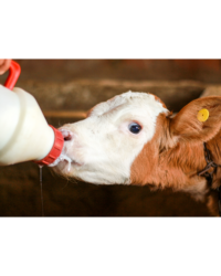 Cattle Milk Replacer