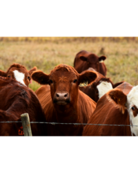 Health Care for Cattle