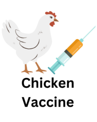 Chicken Vaccine