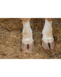 Hoof Care for Cattle