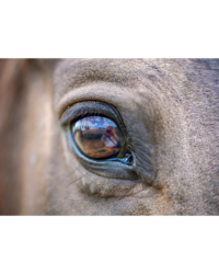Equine Eye Care