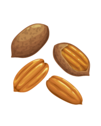Pecan Products