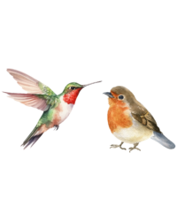 Hummingbird & Bird Products
