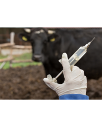 Cattle Vaccines