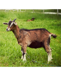 Goat Wormer