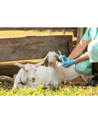 Goat/Sheep Health Care