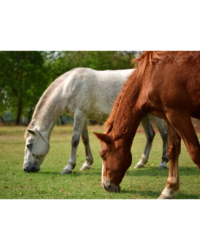 Nutritional Supplements for Horses