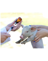 Swine Vaccines